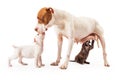 Mother Dog with Puppies Royalty Free Stock Photo