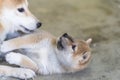 Mother dog and puppies. Shiba Inu puppy Royalty Free Stock Photo