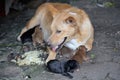 A mother domestic dog is nursing her newborn puppies. Royalty Free Stock Photo