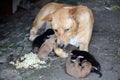 A mother domestic dog is nursing her newborn puppies. Royalty Free Stock Photo