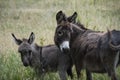 Mother donkey with baby donkey