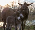 Mother donkey and colt peting