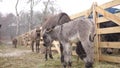 Mother Donkey And Colt In Winter