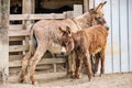 A mother donkey and her baby in farm Royalty Free Stock Photo