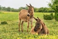 A mother donkey and her baby in farm. Two cute donkeys in the field Royalty Free Stock Photo