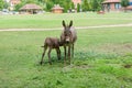 A mother donkey and her baby in farm. Two cute donkeys in the field