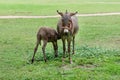 A mother donkey and her baby in farm. Two cute donkeys in the field