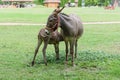 A mother donkey and her baby in farm. Two cute donkeys in the field Royalty Free Stock Photo