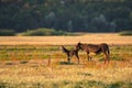 Mother donkey licking her young on pasture at sunset Royalty Free Stock Photo