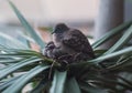 A mother dove is sitting on two baby birds in the warm nest