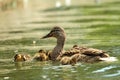 Mother duck with babies Royalty Free Stock Photo