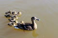 Mother duck and baby ducklings Royalty Free Stock Photo