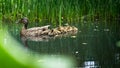 Mother duck with baby ducklings swimming across a pond.