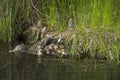 Mother duck and baby ducks duckling Royalty Free Stock Photo