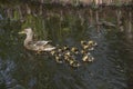 Mother duck and baby ducks duckling Royalty Free Stock Photo