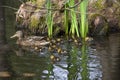 Mother duck and baby ducks duckling Royalty Free Stock Photo