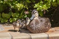 Mother Duck with Baby Ducks