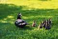 Mother duck with baby outdoor in village