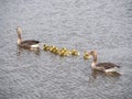 Mother duck with duckling Royalty Free Stock Photo