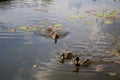 A mother duck defends a brood of recently hatched ducklings from other ducks