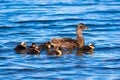 Mother Duck With Ducklings On Blue Water Royalty Free Stock Photo