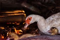 Mother duck and ducklings. Cute baby ducks walking Royalty Free Stock Photo