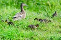Mother duck with ducklings Royalty Free Stock Photo