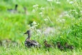 Mother duck with ducklings Royalty Free Stock Photo