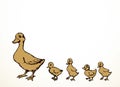 Mother duck with ducklings. Vector outline drawing Royalty Free Stock Photo