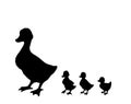 Mother duck with ducklings. Vector outline drawing Royalty Free Stock Photo