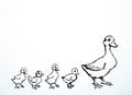 Mother duck with ducklings. Vector outline drawing Royalty Free Stock Photo