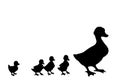 Mother duck with ducklings. Vector outline drawing Royalty Free Stock Photo