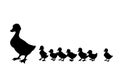 Mother duck with ducklings. Vector outline drawing Royalty Free Stock Photo