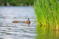 Mother Duck With Ducklings On Water By Reeds Royalty Free Stock Photo