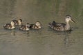 Mother duck, Female Mallard Anas platyrhynchos with ducklings swimming on lake surface. Royalty Free Stock Photo