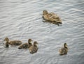 Mother duck and four cute ducklings