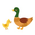 Mother duck with her baby duckling. Cute farm animal characters mom and her child Royalty Free Stock Photo