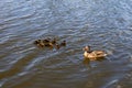 Mother duck with her beautiful, fluffy ducklings swimming together on a lake. Wild animals in a pond Royalty Free Stock Photo