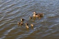 Mother duck with her beautiful, fluffy ducklings swimming together on a lake. Wild animals in a pond Royalty Free Stock Photo