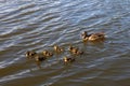 Mother duck with her beautiful, fluffy ducklings swimming together on a lake. Wild animals in a pond Royalty Free Stock Photo