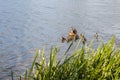 Mother duck with her beautiful, fluffy ducklings swimming together on a lake. Wild animals in a pond Royalty Free Stock Photo