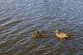 Mother duck with her beautiful, fluffy ducklings swimming together on a lake. Wild animals in a pond Royalty Free Stock Photo