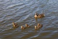 Mother duck with her beautiful, fluffy ducklings swimming together on a lake. Wild animals in a pond Royalty Free Stock Photo