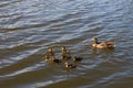 Mother duck with her beautiful, fluffy ducklings swimming together on a lake. Wild animals in a pond Royalty Free Stock Photo