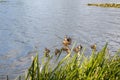 Mother duck with her beautiful, fluffy ducklings swimming together on a lake. Wild animals in a pond Royalty Free Stock Photo