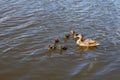 Mother duck with her beautiful, fluffy ducklings swimming together on a lake. Wild animals in a pond Royalty Free Stock Photo