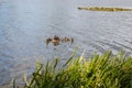 Mother duck with her beautiful, fluffy ducklings swimming together on a lake. Wild animals in a pond Royalty Free Stock Photo