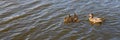 Mother duck with her beautiful, fluffy ducklings swimming together on a lake. Wild animals in a pond Royalty Free Stock Photo