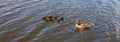 Mother duck with her beautiful, fluffy ducklings swimming together on a lake. Wild animals in a pond Royalty Free Stock Photo