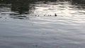 Mother duck with her cubs on the lake